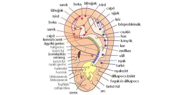 Fülakupunktúra: A test és lélek harmonizáló terápiája Érden
